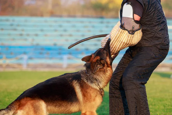 Training a guard dog — Stock Photo, Image