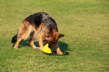 Alman çoban köpeği.