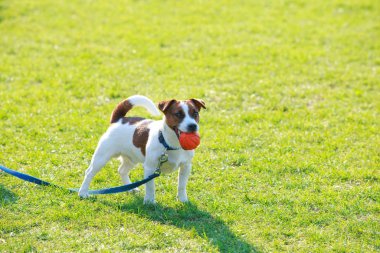 Köpek yetiştiricisi Jack Russell Terrier.