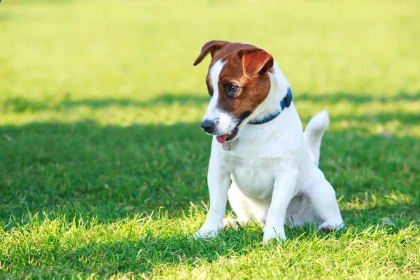 Perro crianza jack russell terrier — Foto de Stock