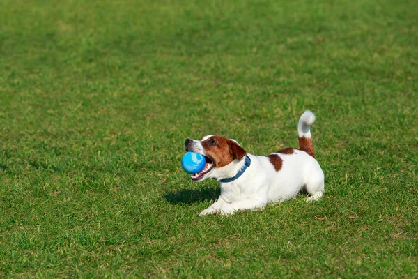Hunderasse Jack Russell Terrier — Stockfoto