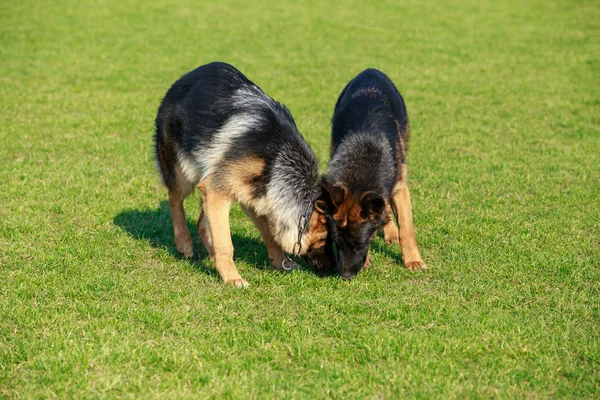 Alman çoban köpeği. — Stok fotoğraf