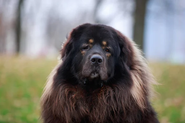 Köpek doğurmak Tibetli mastiff — Stok fotoğraf