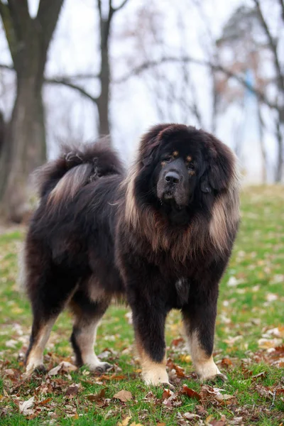 Dog breed Tibetan mastiff — Stock Photo, Image