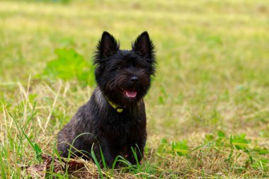 Norwich köpek ırkı