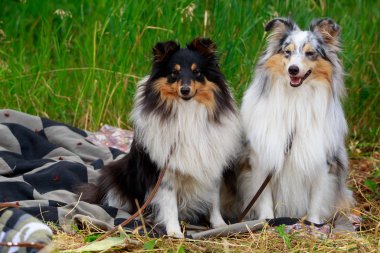 köpek doğurmak Avustralyalı çoban