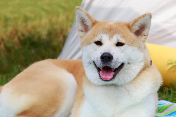 Raça cão akita inu — Fotografia de Stock