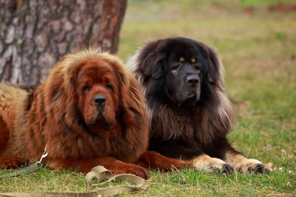 Twee honden fokken Tibetaanse Mastiff — Stockfoto