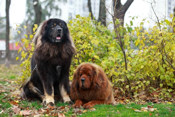 Dois cães raça mastim tibetano — Fotografia de Stock