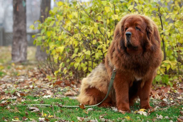 Raça de cães Mastim tibetano — Fotografia de Stock