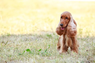 Amerikan Cocker Spaniel köpek doğurmak
