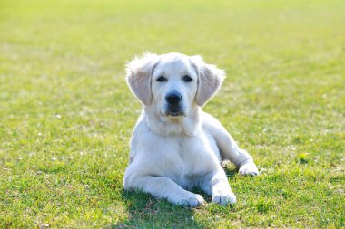 labrador köpek doğurmak