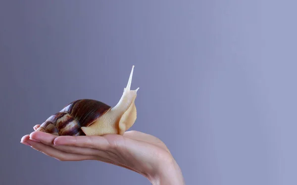 Achatina snail in a hand — Stock Photo, Image