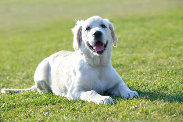 Dog breed Labrador — Stock Photo, Image