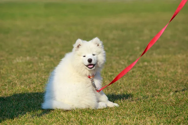 Собака породи Samoyed — стокове фото