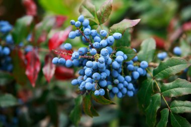 yaban mersini çalı üzerinde