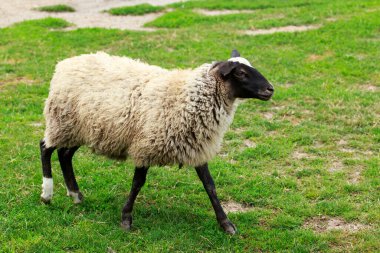 Yeşil çayırdaki koyunlar