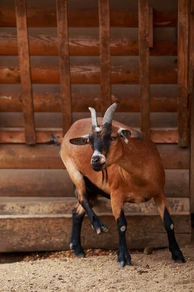 Brown horned goat — Stock Photo, Image