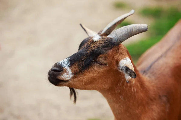 Kahverengi boynuzlu keçi — Stok fotoğraf