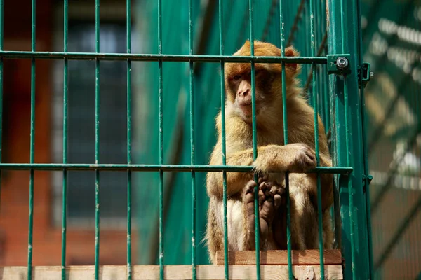 Mono sentado en una jaula — Foto de Stock