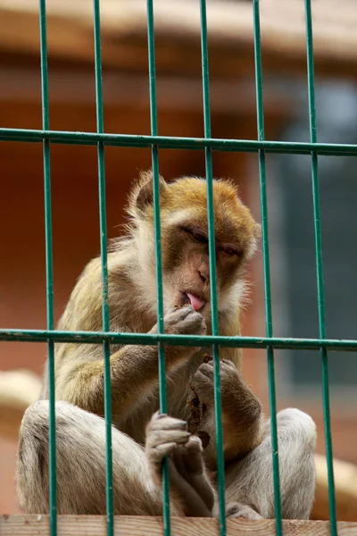 Mono sentado en una jaula — Foto de Stock