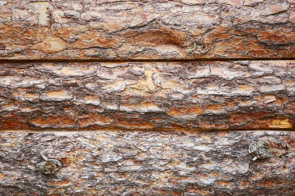 Fundo de troncos de pinheiro — Fotografia de Stock