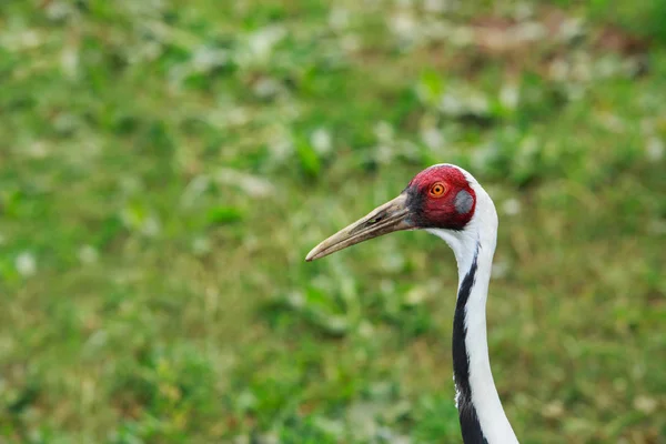 Cabeza de pájaro de cerca — Foto de Stock