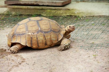 Çayırdaki büyük kaplumbağa.