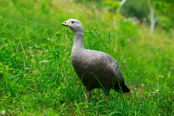 Big wild goose — Stock Photo, Image