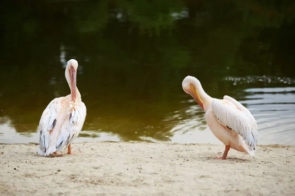 Два рожевий Пелікани — стокове фото