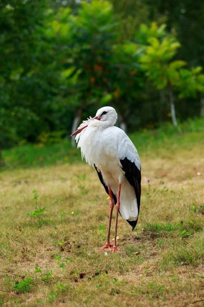 Stork walks in the park — Stock Photo, Image