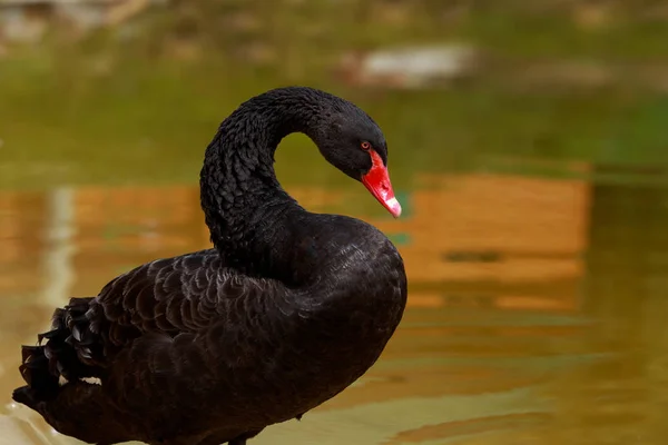Один чёрный лебедь — стоковое фото