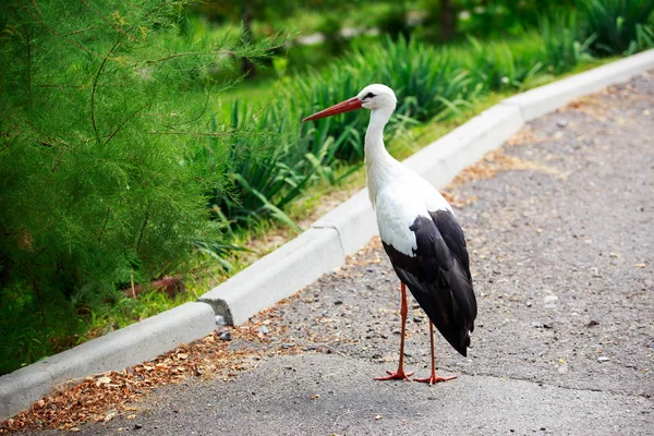 Stork walks in the park — Stock Photo, Image