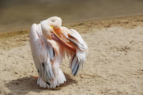 Büyük pembe pelikan. — Stok fotoğraf