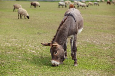 Çayırdaki genç eşek.