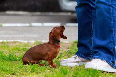 köpek doğurmak dachshund