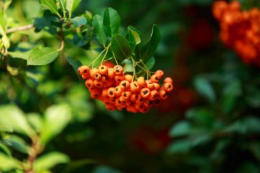 Güzel dekoratif kırmızı meyveler.