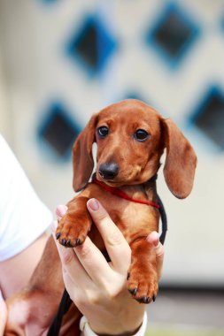 köpek doğurmak dachshund