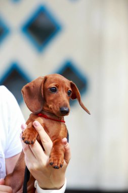 köpek doğurmak dachshund