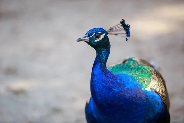 Beautiful Blue Peacock — Stock Photo, Image