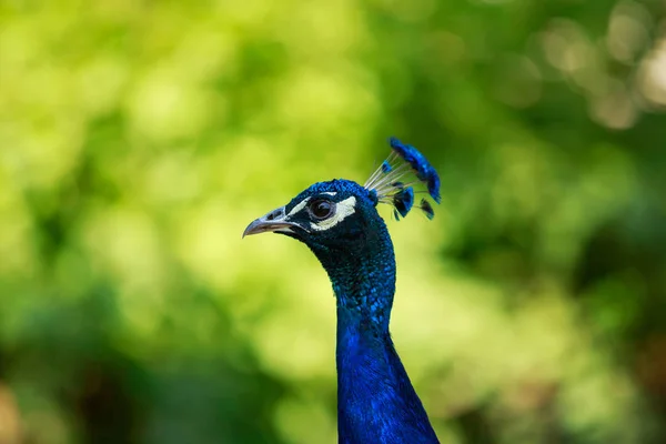 Beautiful Blue Peacock — Stock Photo, Image