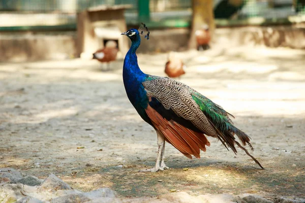 Beautiful Blue Peacock — Stock Photo, Image