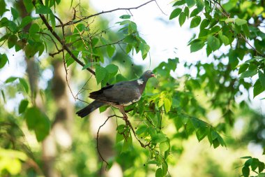 Güzel dekoratif güvercin.