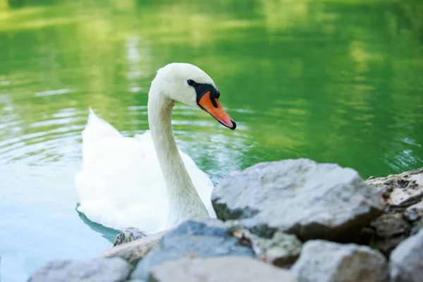 Un cisne blanco — Foto de Stock