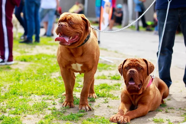 Cães de raça mastim francês — Fotografia de Stock