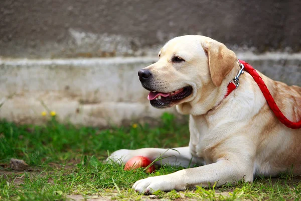 Hund rasen labrador — Stockfoto