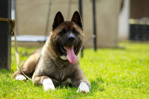 Köpek doğurmak Amerikan Akita — Stok fotoğraf