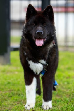 Köpek doğurmak Amerikan Akita