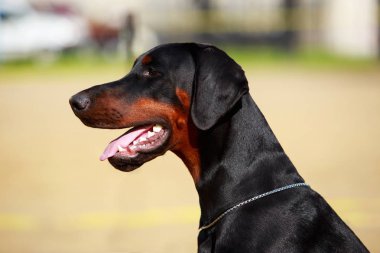 köpek doğurmak Doberman Pinscher