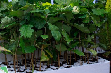 Bir sürü meşe fidanı.